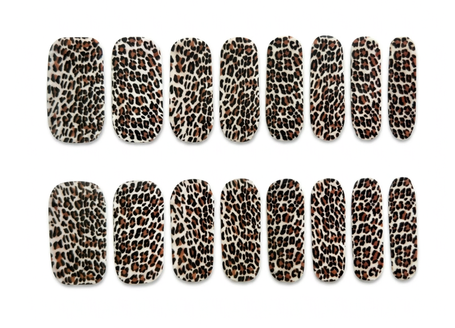 Baby Leopard